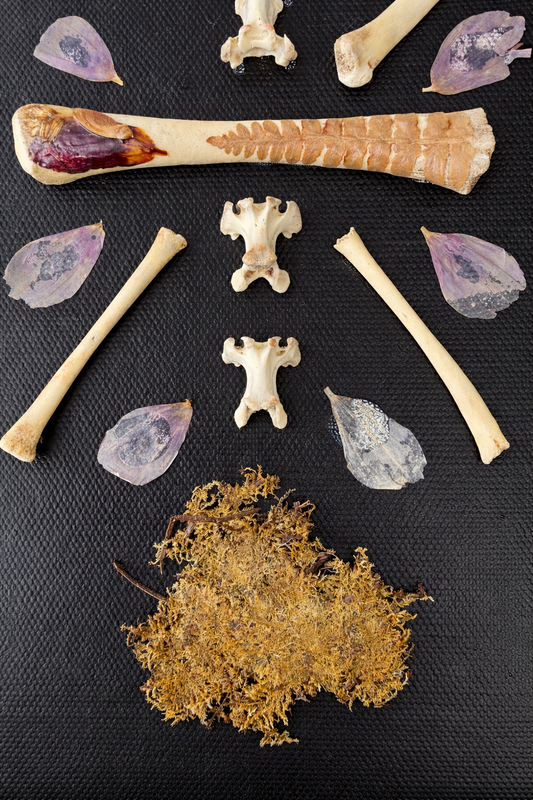 Flower, moss, and Bone