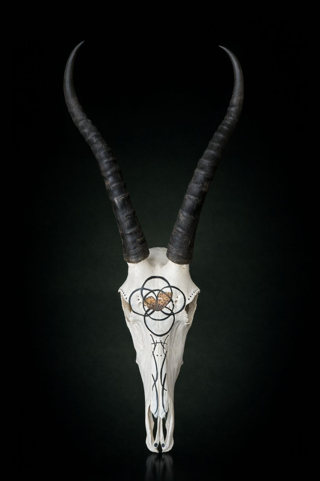 Black-Striped, White Hand Painted African Blesbok Skull with pressed butterfly wing accent