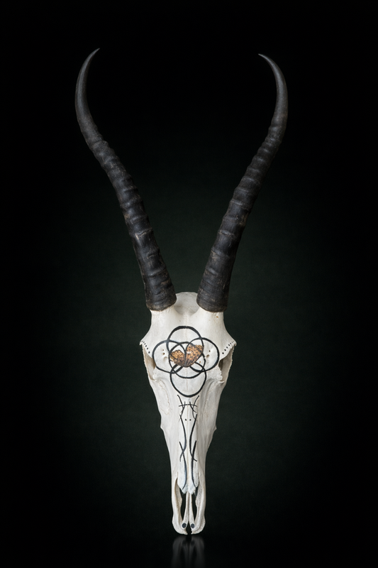 Black-Striped, White Hand Painted African Blesbok Skull with pressed butterfly wing accent